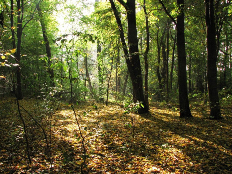 DZIKI MORYSIN wyprawa w poszukiwaniu przyrodniczych skarbów rezerwatu przyrody