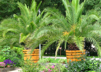 EGZOTYCZNI MIESZKAŃCY PAŁACU I OGRODÓW warsztaty przyrodnicze dla dzieci