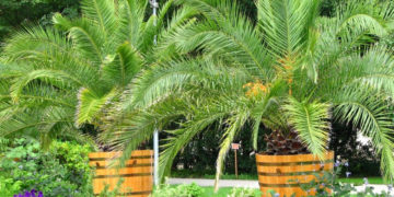 EGZOTYCZNY WILANÓW wycieczka przyrodnicza