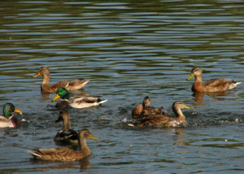 KACZKA KRZYŻÓWKA  bezpłatne warsztaty przyrodnicze dla rodzin
