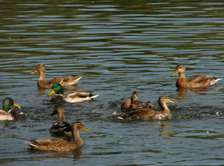 KACZKA KRZYŻÓWKA  bezpłatne warsztaty przyrodnicze dla rodzin