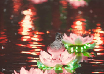 Wieczorne iluminacje w Ogrodzie Chińskim do końca września