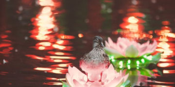 Wieczorne iluminacje w Ogrodzie Chińskim do końca września