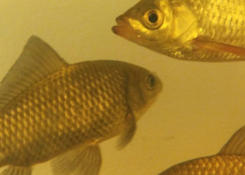 CO POWIE RYBA? bezpłatne warsztaty przyrodnicze dla rodzin