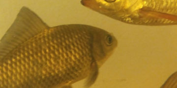 CO POWIE RYBA? bezpłatne warsztaty przyrodnicze dla rodzin