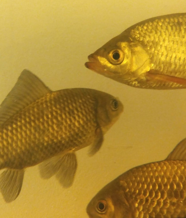 CO POWIE RYBA? bezpłatne warsztaty przyrodnicze dla rodzin