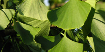 BEZPŁATNE WARSZTATY PRZYRODNICZE spotkania dla dzieci