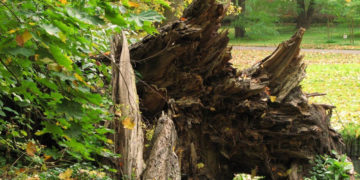 BEZPŁATNE WARSZTATY PRZYRODNICZE spotkania dla dzieci