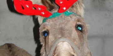 Mikołajki 2015 w Wiosce „Pod Kogutem”