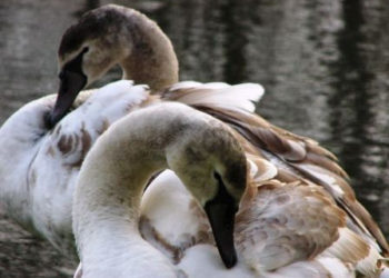 JAK PRZYRODA PRZYGOTOWUJE SIĘ DO ZIMY? wycieczka przyrodnicza