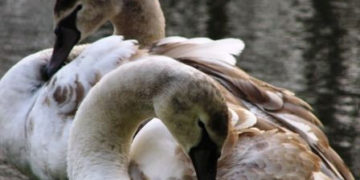 JAK PRZYRODA PRZYGOTOWUJE SIĘ DO ZIMY? wycieczka przyrodnicza