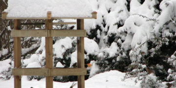 ZIMOWE SPOTKANIA ORNITOLOGICZNE