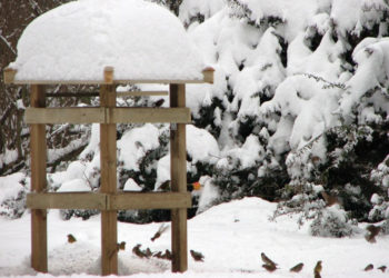 PUNKT OBSERWACYJNY i WYCIECZKI ORNITOLOGICZNE