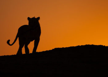 SZYBKIE. SILNE. INTELIGENTNE. WIELKIE KOTY W NAT GEO WILD