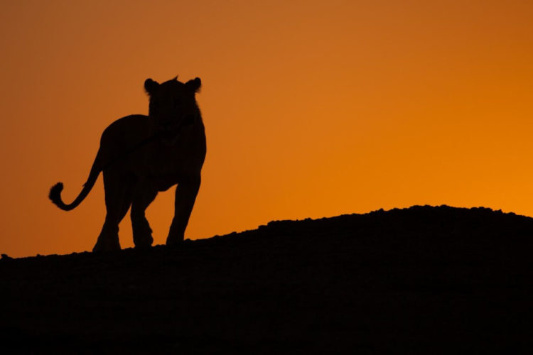 SZYBKIE. SILNE. INTELIGENTNE. WIELKIE KOTY W NAT GEO WILD