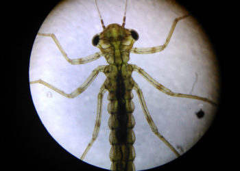 POGŁÓWKUJ Z PRZYRODĄ, POGŁÓWKUJ NAD WODĄ… program przyrodniczy dla rodzin