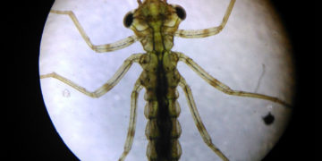 POGŁÓWKUJ Z PRZYRODĄ, POGŁÓWKUJ NAD WODĄ… program przyrodniczy dla rodzin