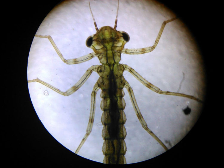 POGŁÓWKUJ Z PRZYRODĄ, POGŁÓWKUJ NAD WODĄ… program przyrodniczy dla rodzin