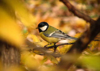 PTASIE TRELE wycieczka przyrodnicza