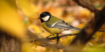 PTASIE TRELE wycieczka przyrodnicza