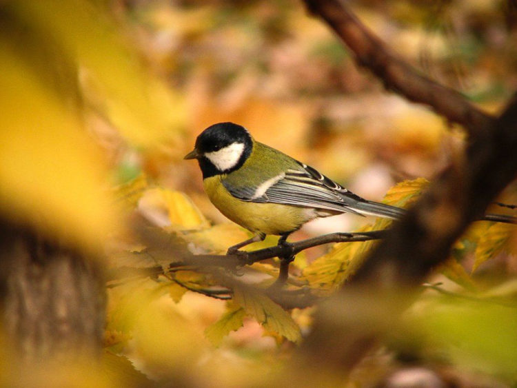 PTASIE TRELE wycieczka przyrodnicza
