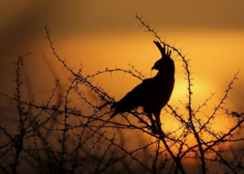 Seria dokumentalna „Ta niesamowita Afryka”