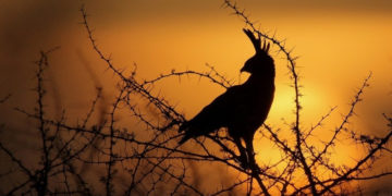 Seria dokumentalna „Ta niesamowita Afryka”