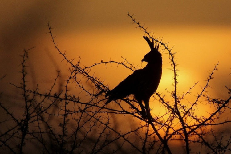 Seria dokumentalna „Ta niesamowita Afryka”