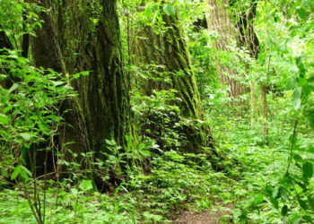 MORYSIN! letnie rodzinne gry terenowe