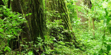 MORYSIN! letnie rodzinne gry terenowe