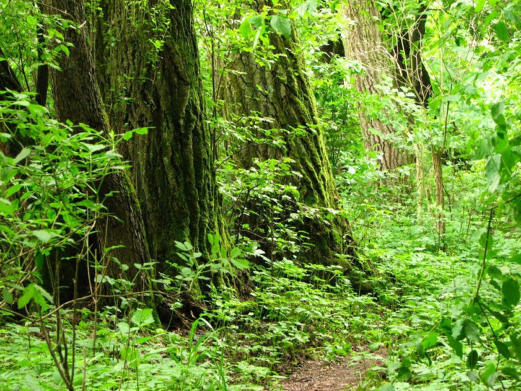 MORYSIN! letnie rodzinne gry terenowe