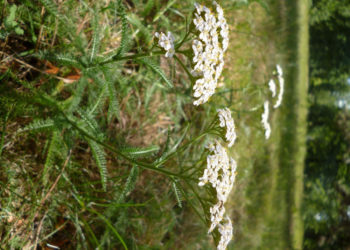NIEZŁE ZIÓŁKA, CZYLI NIEZWYKŁE CHWASTY wycieczka przyrodnicza