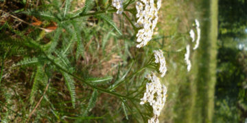 NIEZŁE ZIÓŁKA, CZYLI NIEZWYKŁE CHWASTY wycieczka przyrodnicza