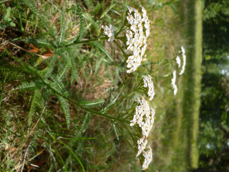 NIEZŁE ZIÓŁKA, CZYLI NIEZWYKŁE CHWASTY wycieczka przyrodnicza