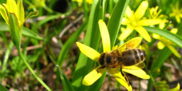 Wielki Dzień Pszczół w Wilanowie