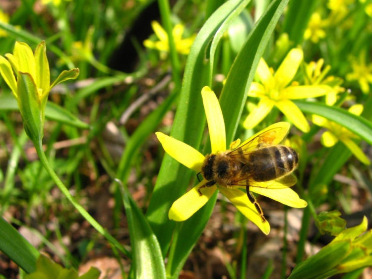 Wielki Dzień Pszczół w Wilanowie