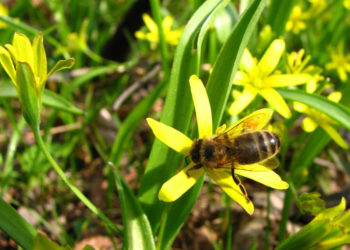 Wielki Dzień Pszczół w Wilanowie