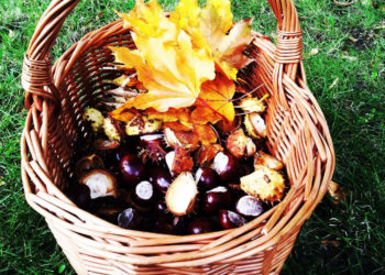 CO NAM NIESIE JESIEŃ – wycieczka przyrodnicza