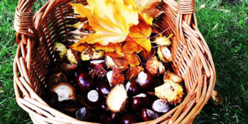 CO NAM NIESIE JESIEŃ – wycieczka przyrodnicza