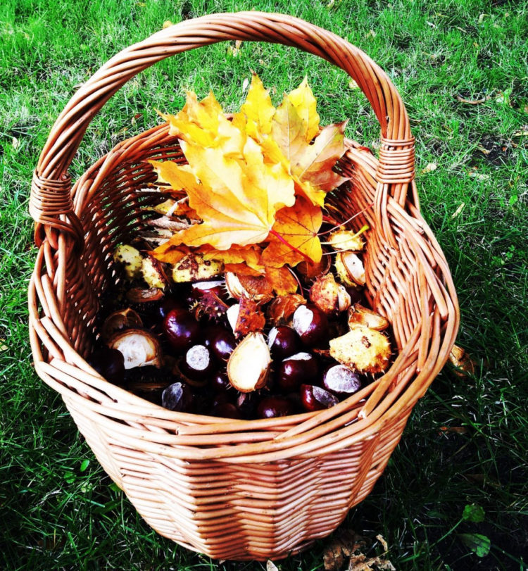 CO NAM NIESIE JESIEŃ – wycieczka przyrodnicza