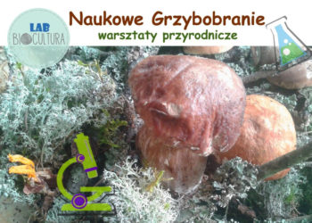 Naukowe Grzybobranie – warsztaty przyrodnicze