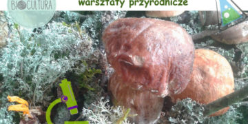 Naukowe Grzybobranie – warsztaty przyrodnicze
