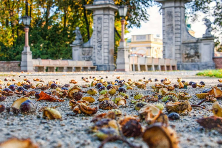 BEZPŁATNY LISTOPAD W REZYDENCJACH KRÓLEWSKICH Muzeum Pałacu Króla Jana III w Wilanowie