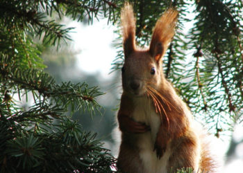 CZEGO MOŻEMY SIĘ NAUCZYĆ OD ZWIERZĄT | warsztaty