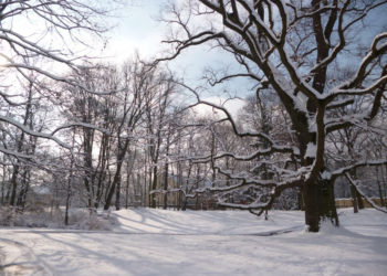 OBSERWACJE i WARSZTATY ORNITOLOGICZNE zajęcia dla rodzin w parku wilanowskim