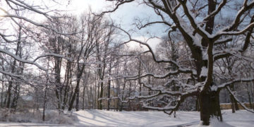 OBSERWACJE i WARSZTATY ORNITOLOGICZNE zajęcia dla rodzin w parku wilanowskim