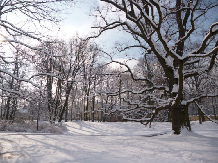 OBSERWACJE i WARSZTATY ORNITOLOGICZNE zajęcia dla rodzin w parku wilanowskim