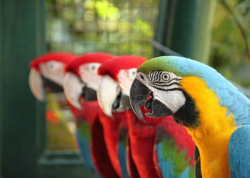 Papużki nierozłączki – warsztaty plastyczne dla dzieci