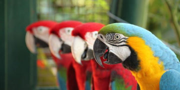 Papużki nierozłączki – warsztaty plastyczne dla dzieci