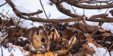 ZIMA w PARKU WILANOWSKIM warsztaty przyrodnicze dla rodzin z dziećmi